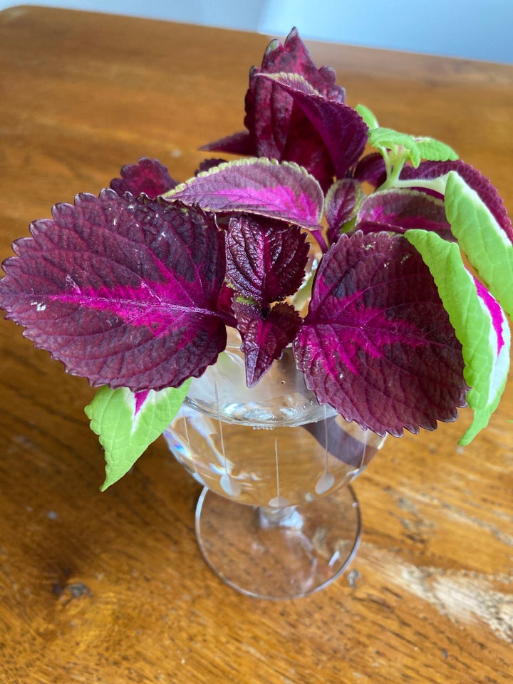 Paletblad, Coleus