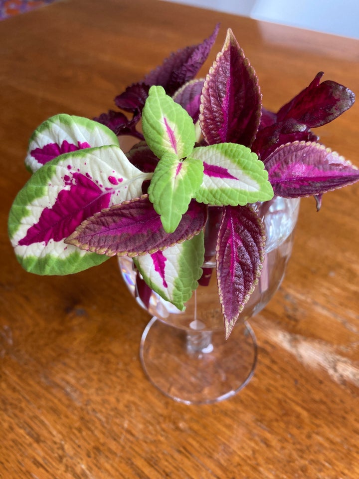 Paletblad, Coleus