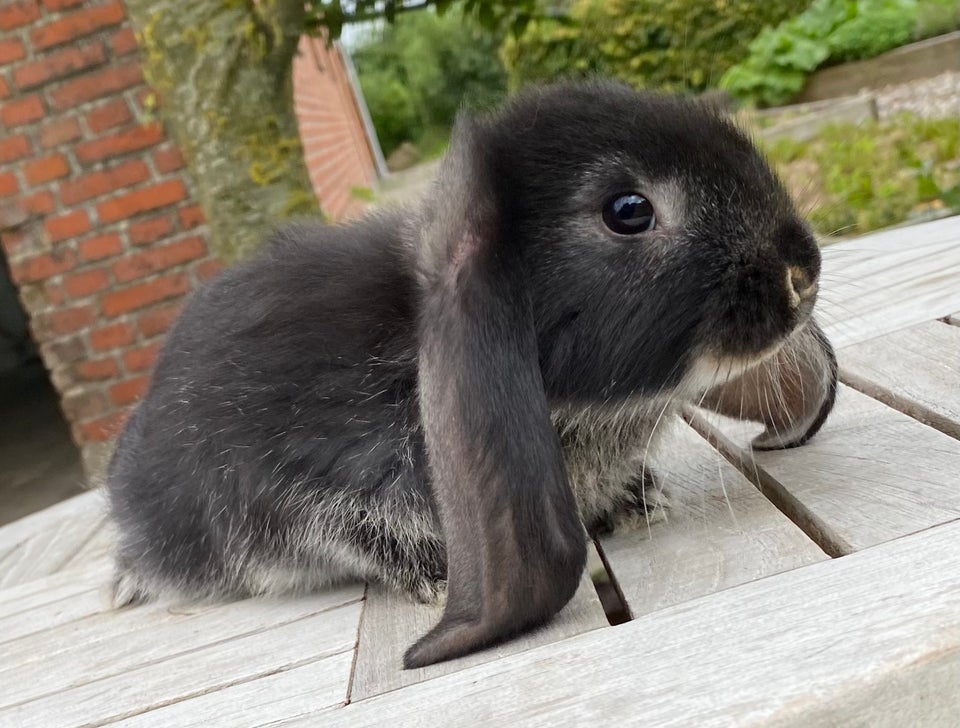 Kanin FRANSK VÆDDER HAN SORT