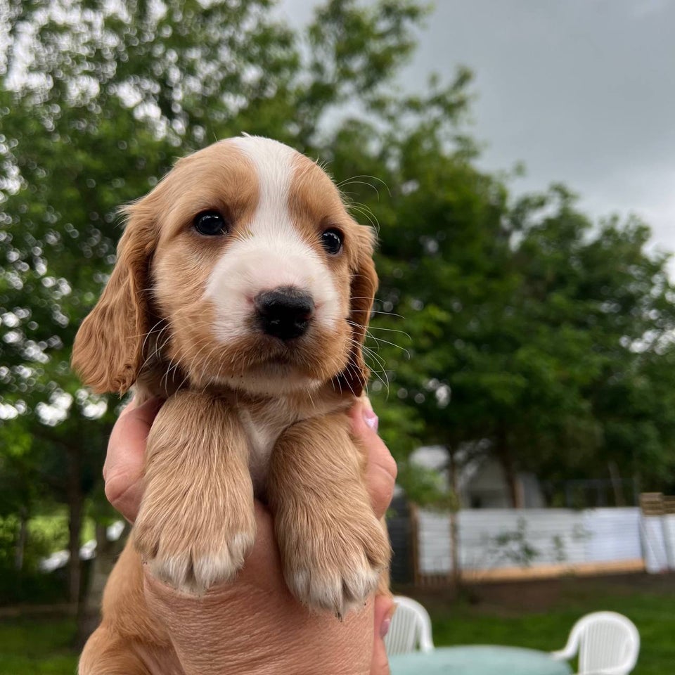 Cocker Spaniel  hvalpe 10 uger