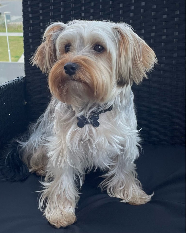 Yorkshire terrier , hund, 12 mdr.