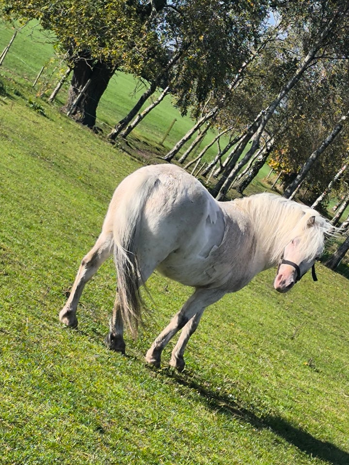 Knabstrupper, vallak, 6 år