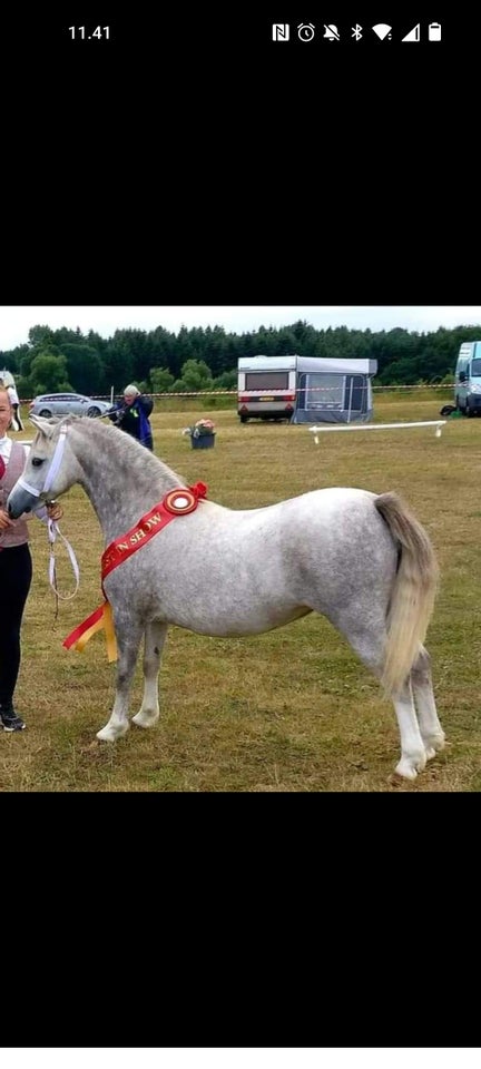 Welsh hoppe 0 år