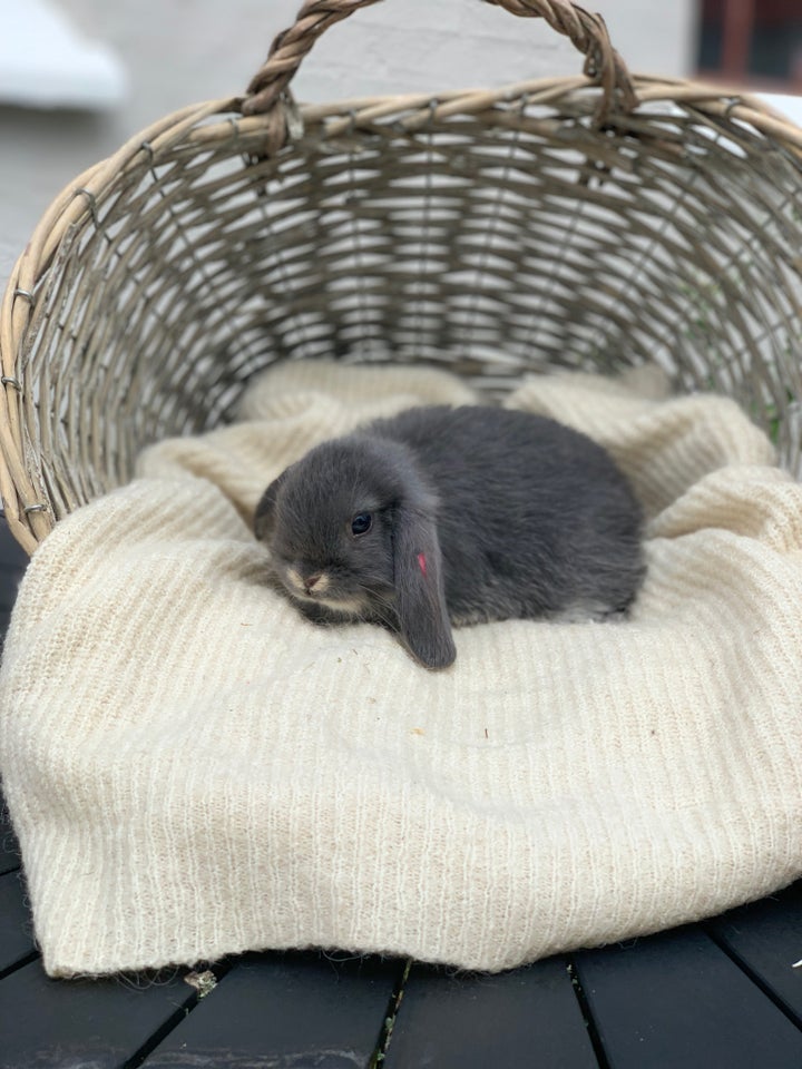 Kanin Mini lop 0 år