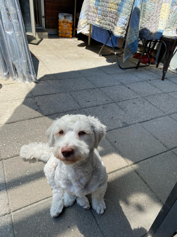 Bichon havanais hund 12 mdr