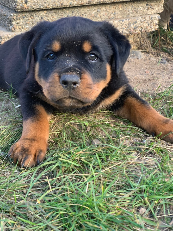 ROTTWEILER - hvalpe DKK sta