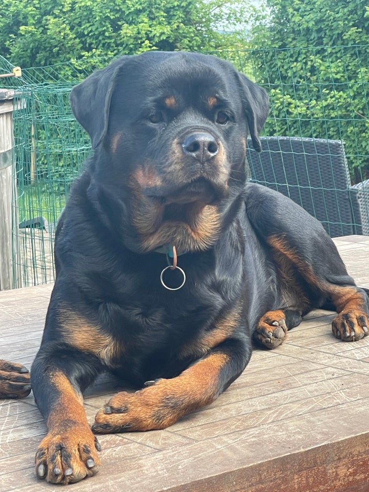 ROTTWEILER - hvalpe DKK sta