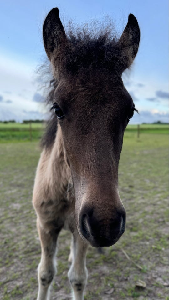 Islænder hingst 0 år