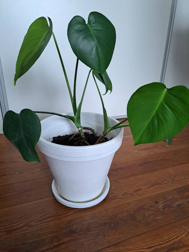 Stueplante monstera Monstera