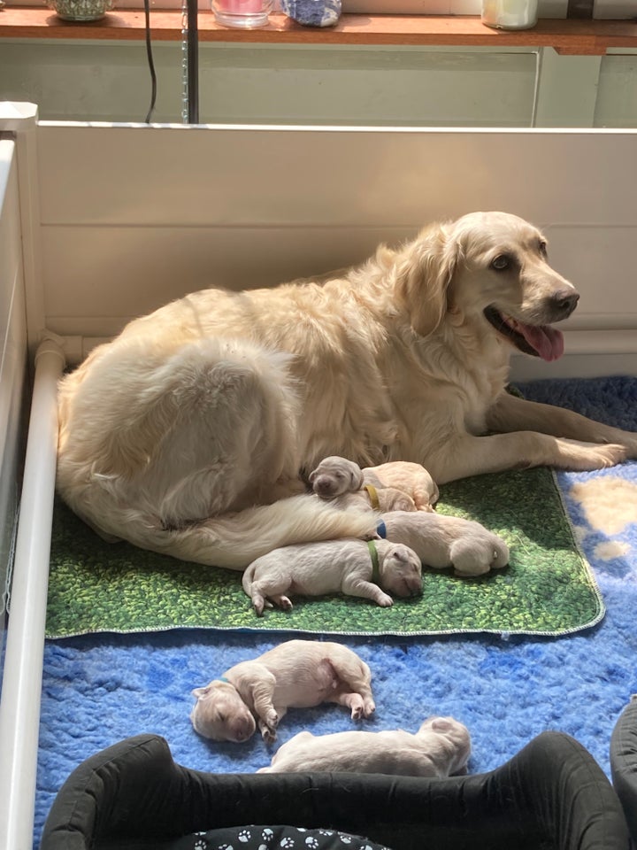 Golden Retriever hvalpe