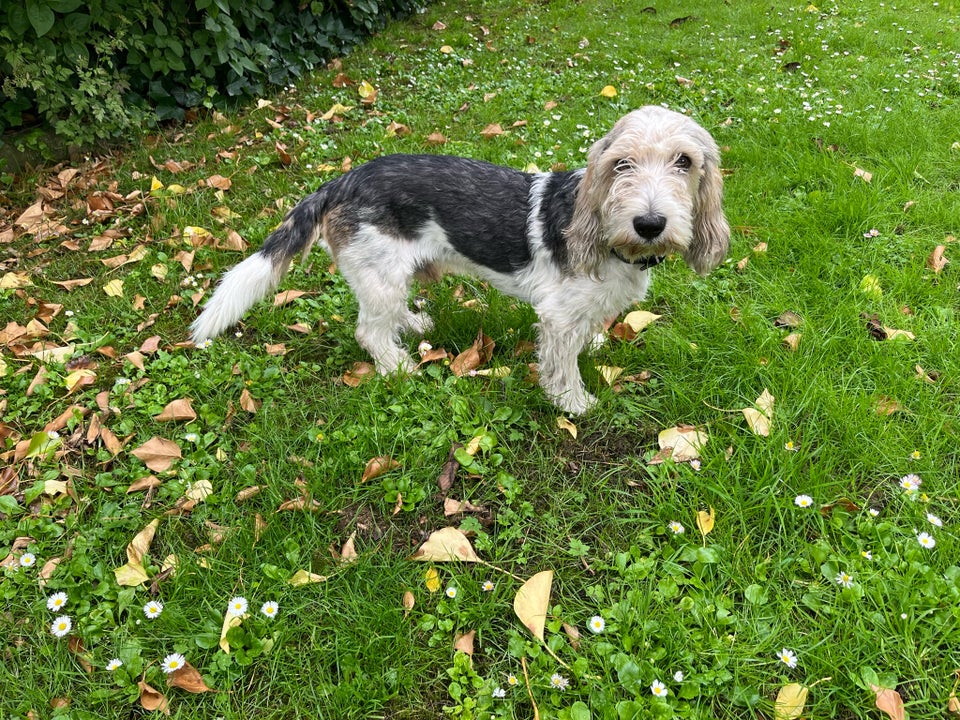 Petit basset grifon, hund, 12 mdr.