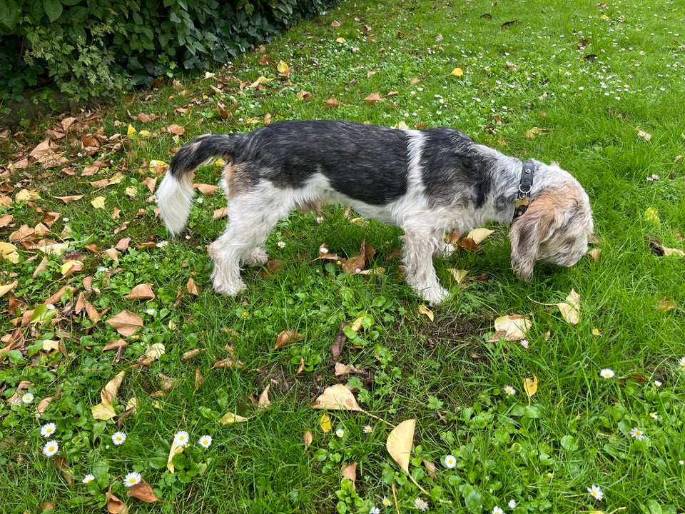 Petit basset grifon, hund, 12 mdr.