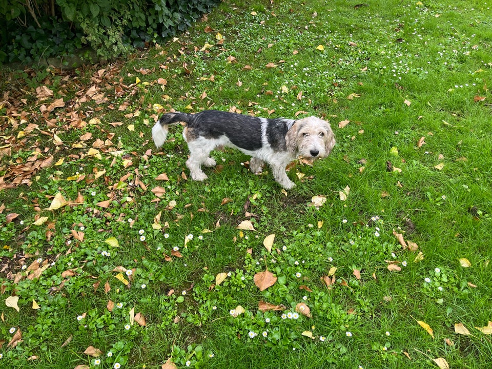 Petit basset grifon, hund, 12 mdr.