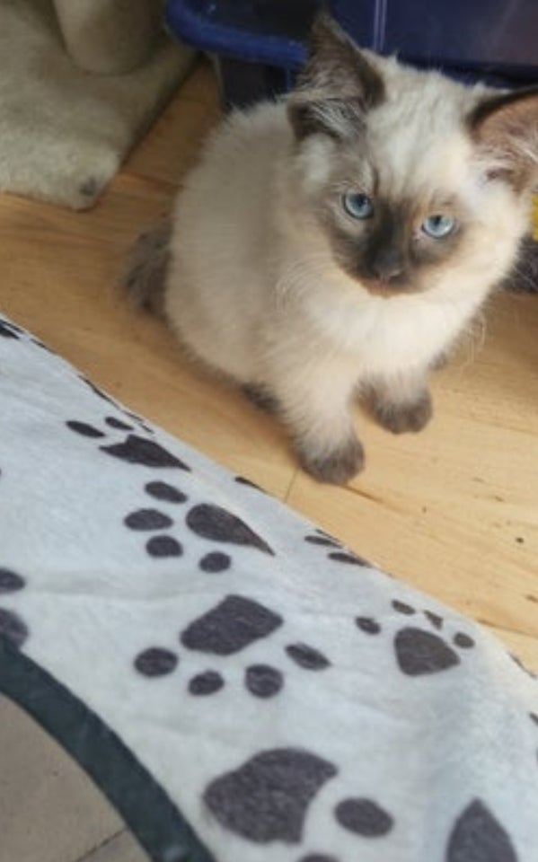 Hankat Ragdoll han kat 2 år