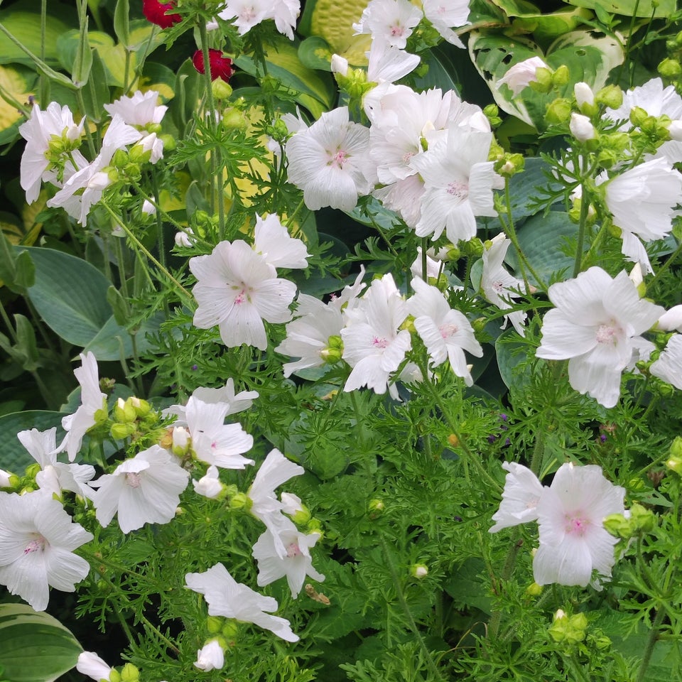 Stauder Daglilje Solhat Astilbe