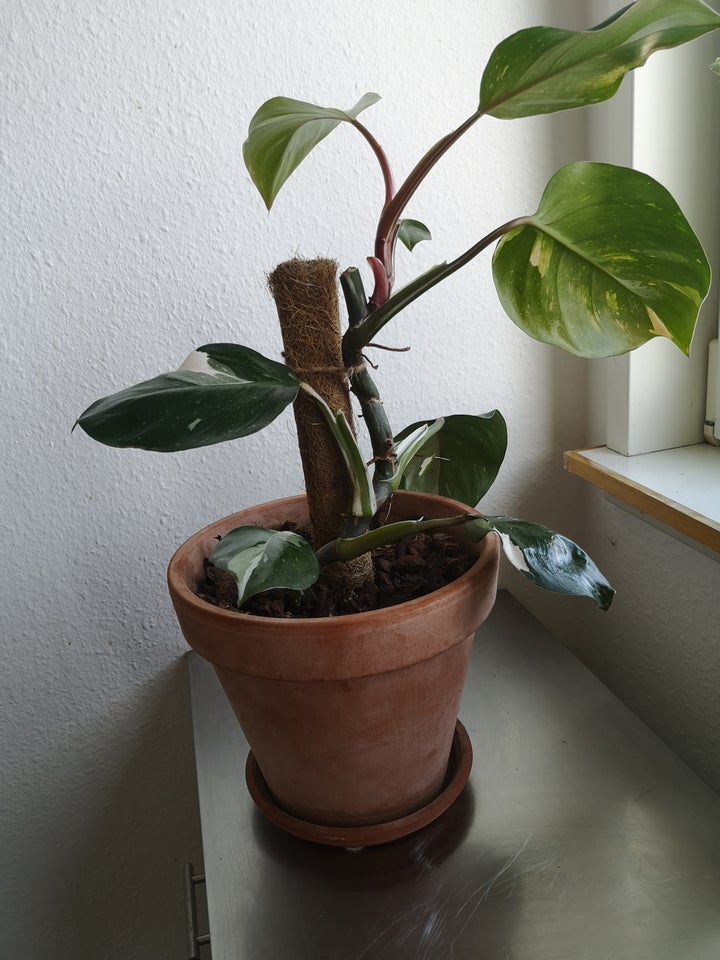 Stueplante, Philodendron white