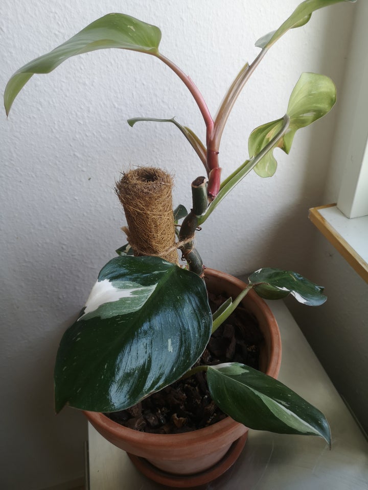 Stueplante, Philodendron white