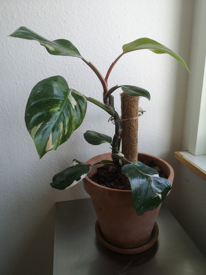 Stueplante, Philodendron white