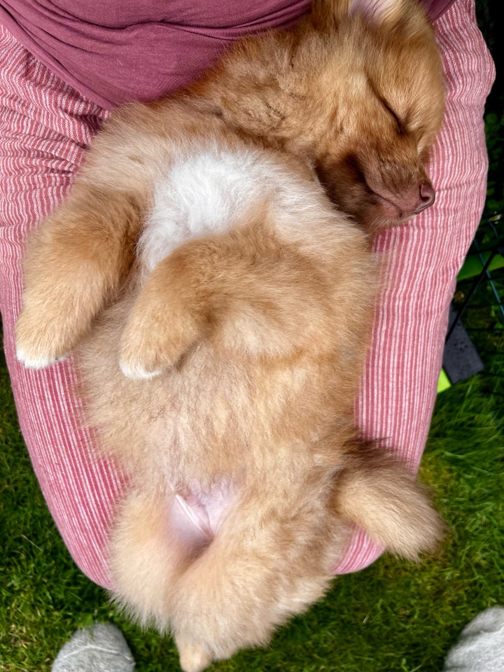 Pomsky/Mini Aussie/Mittelspitz