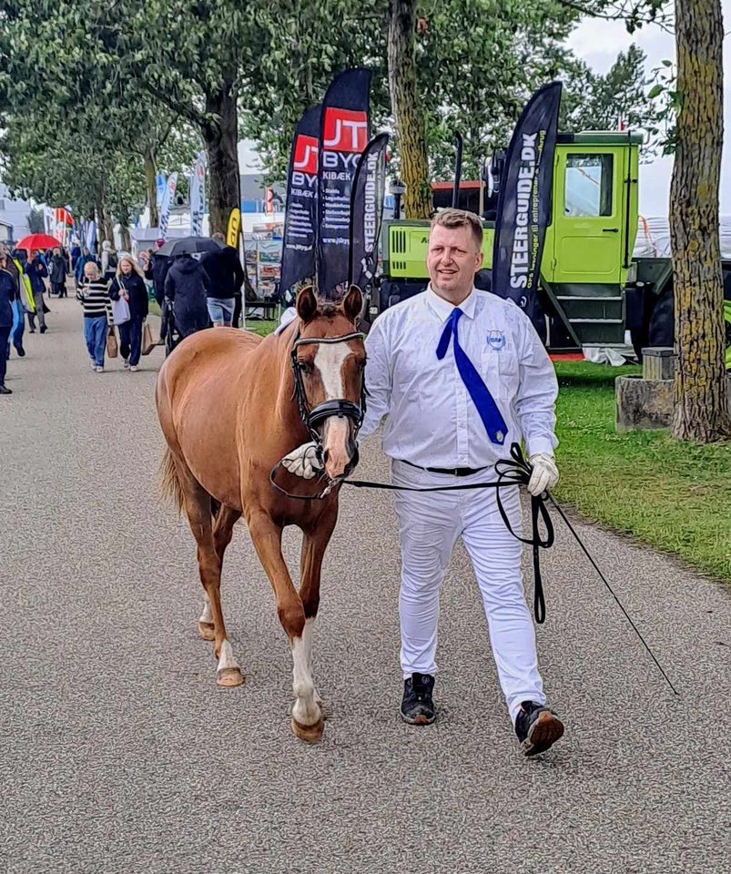 Dansk Sports Pony (DSP) hoppe 2 år