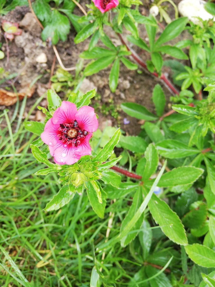 Staude Pink potentilla