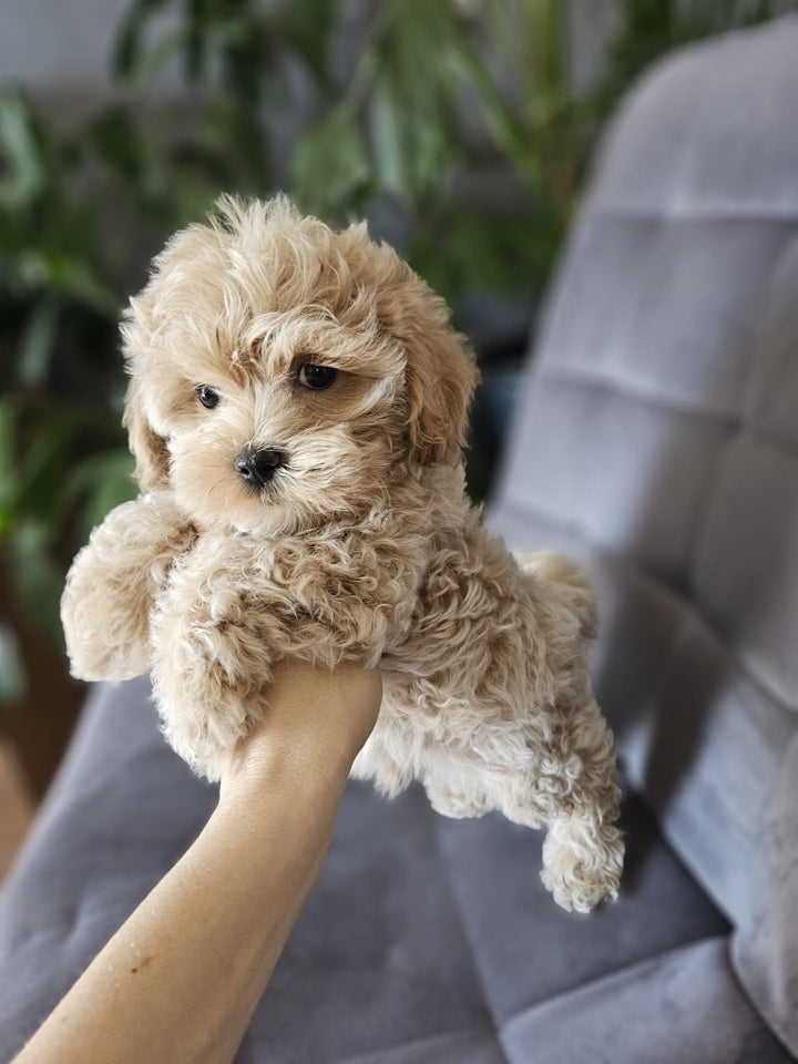 Maltipoo, hvalpe, 1 uge