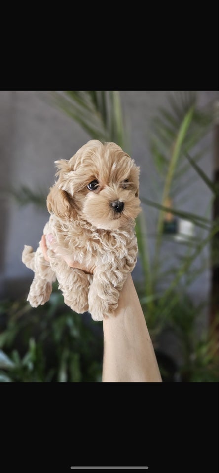 Maltipoo, hvalpe, 1 uge