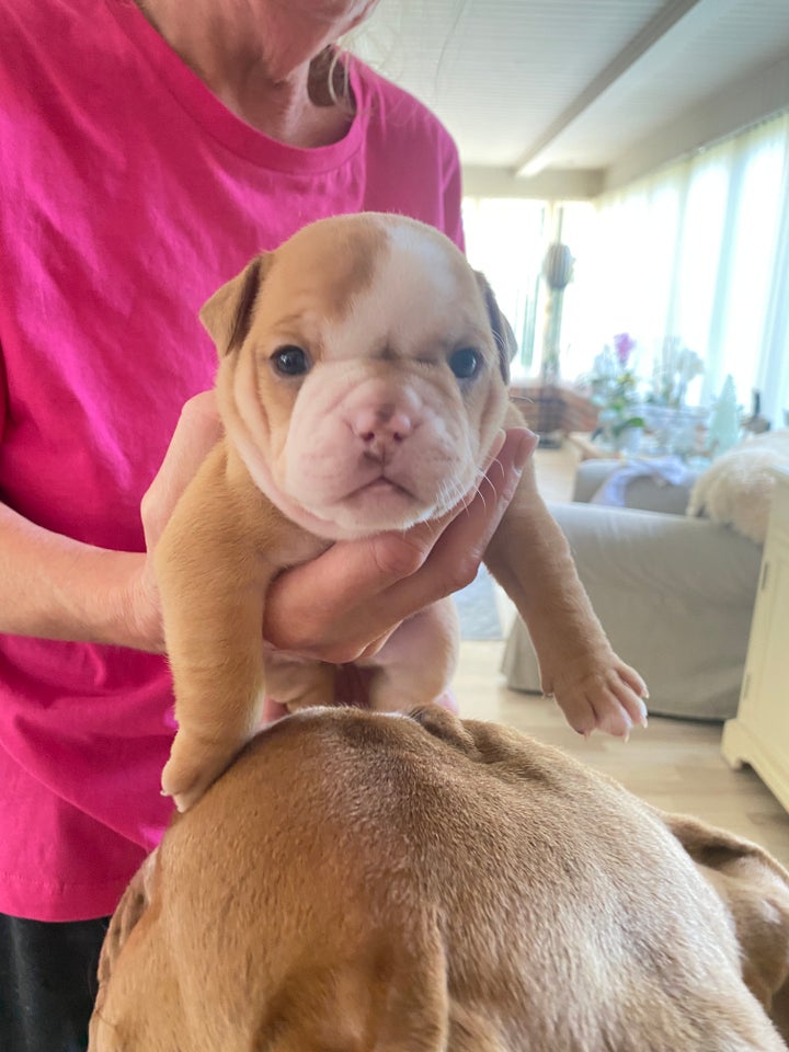 Old english bulldog hvalpe