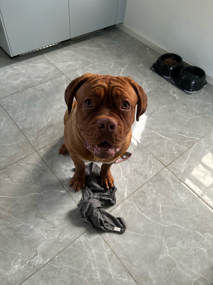 Dog de Bordeaux , hund, 10 mdr.