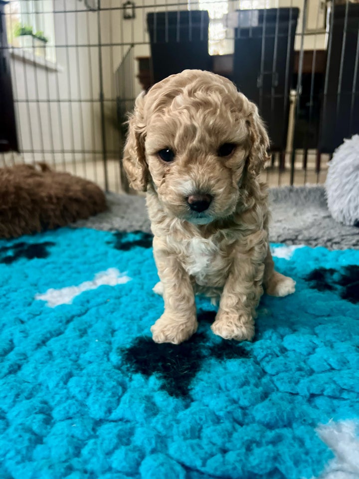 Cavapoo f1b , hvalpe, 5 uger