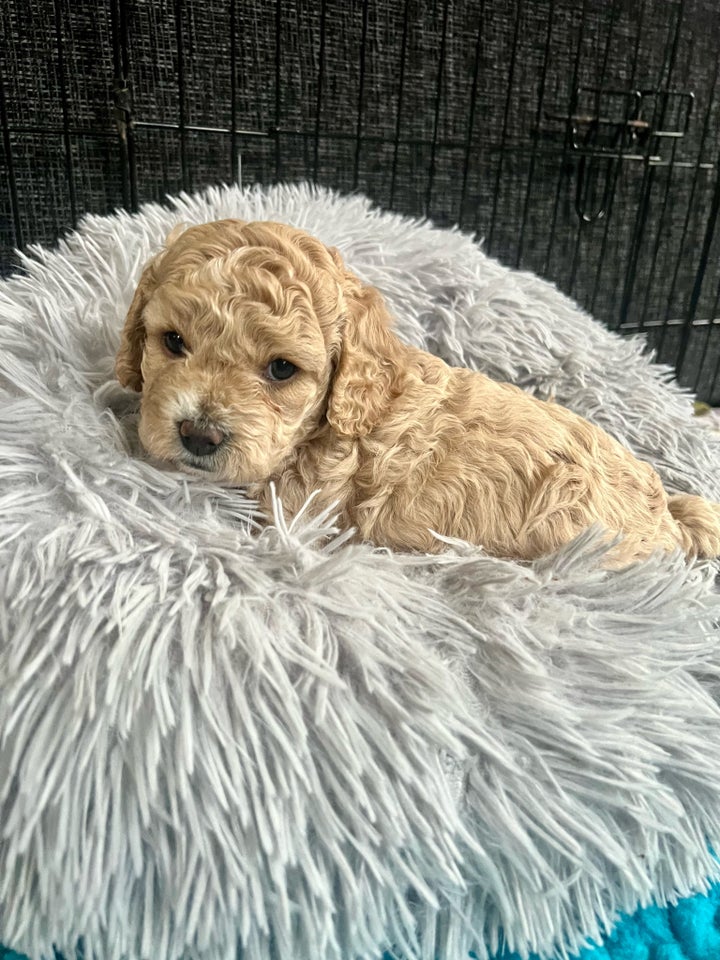 Cavapoo f1b , hvalpe, 5 uger