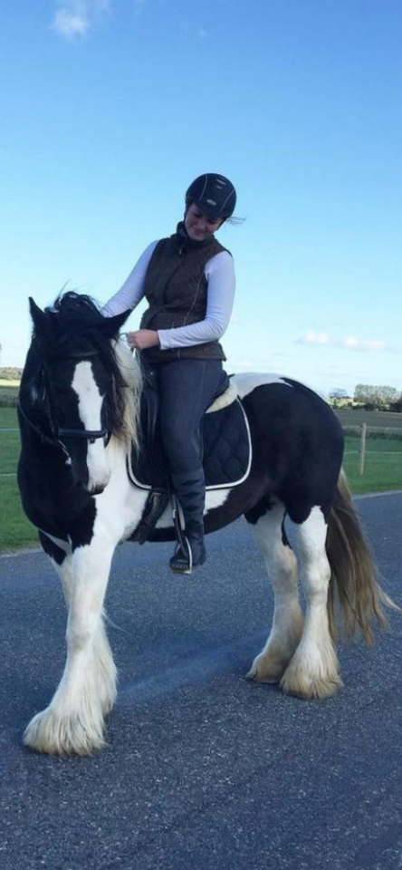 Stort sort Irish Cob hingst