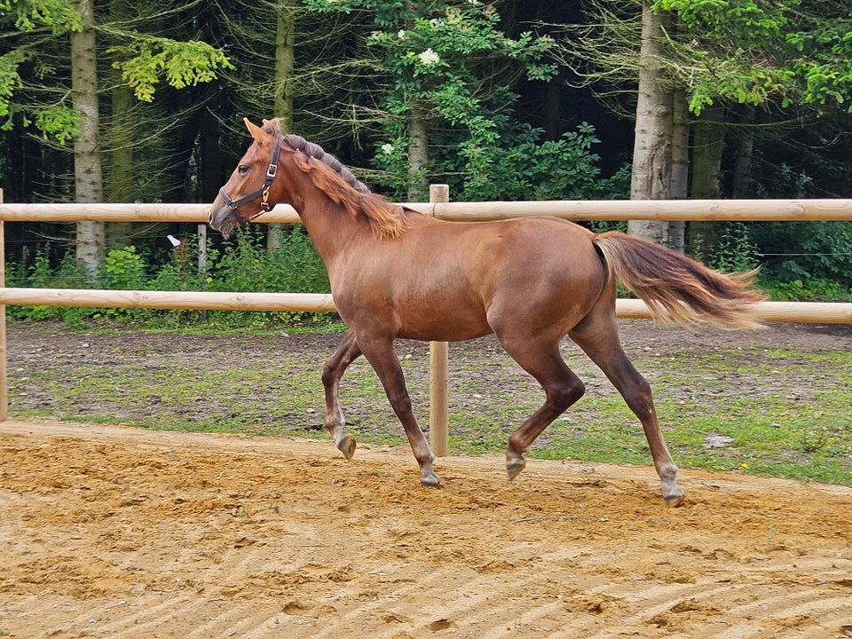 New Forest vallak 1 år