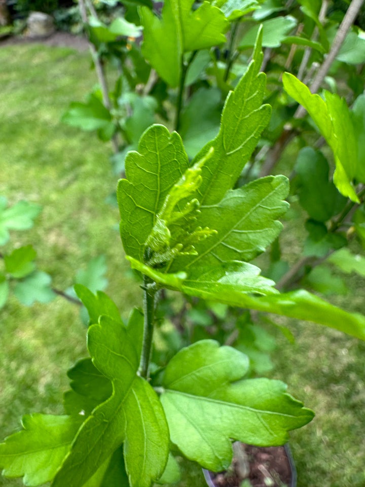 Staude Hibiscus