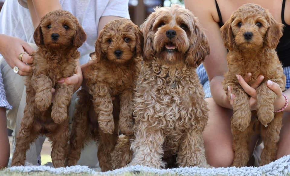 Cavapoo hvalpe