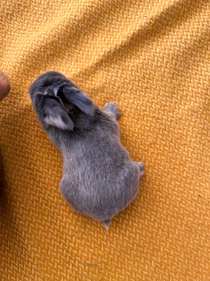 Mini lop / Minilop kaninunger