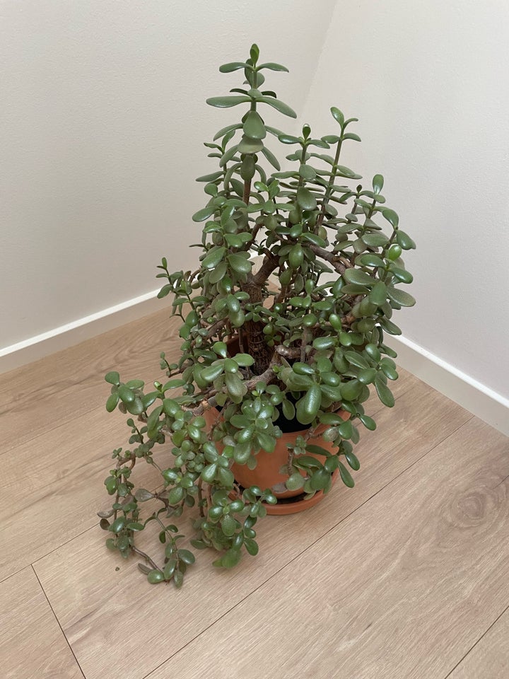 Succulent Jadetræ