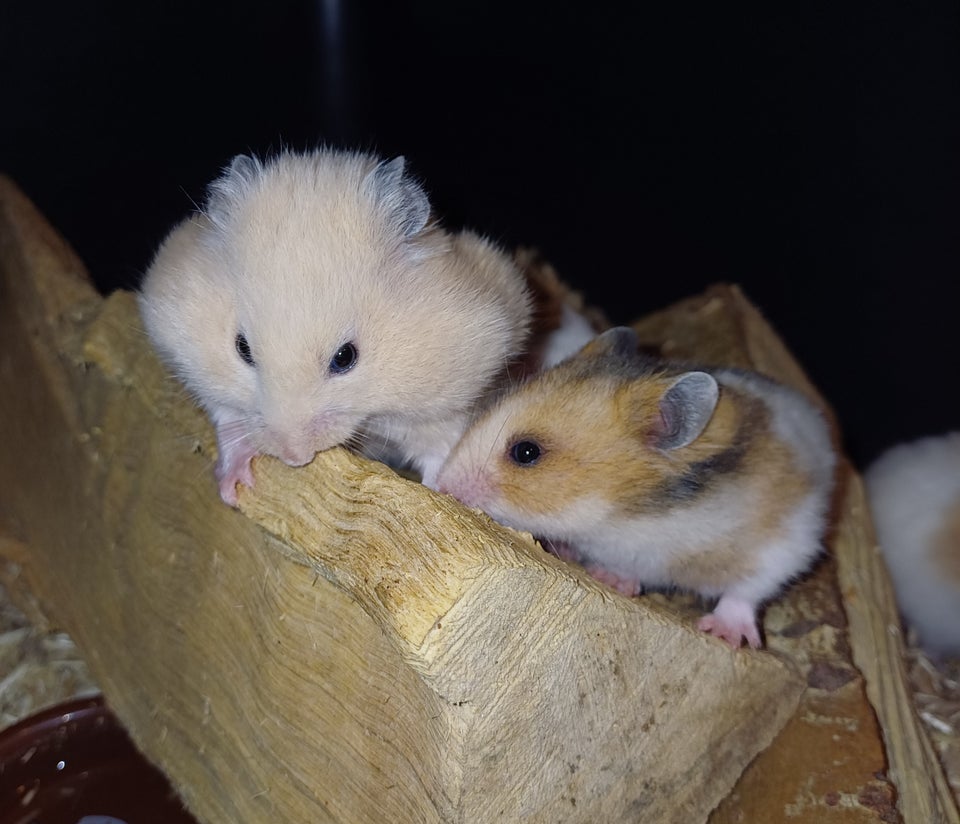 Hamster, Guldhamster, 0 år