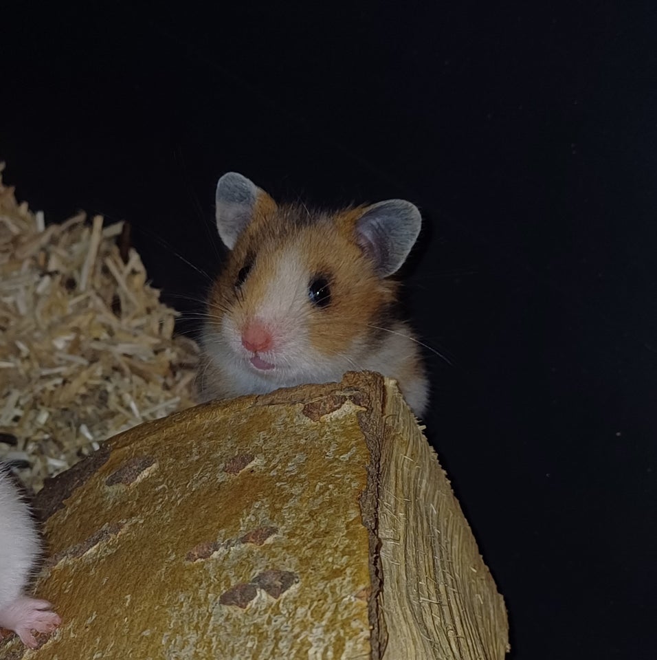 Hamster, Guldhamster, 0 år