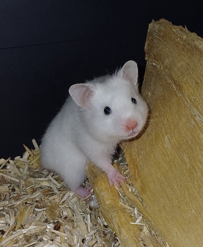 Hamster, Guldhamster, 0 år