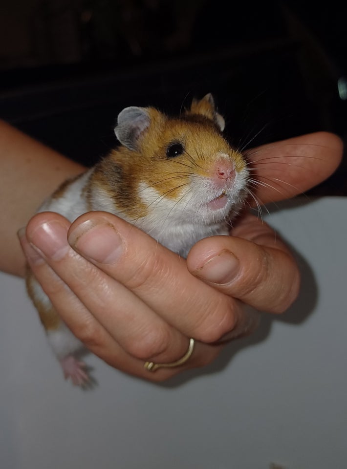 Hamster, Guldhamster, 0 år