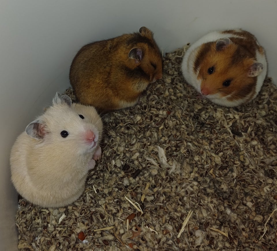 Hamster, Guldhamster, 0 år