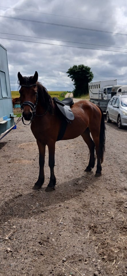 Blanding hingst 3 år