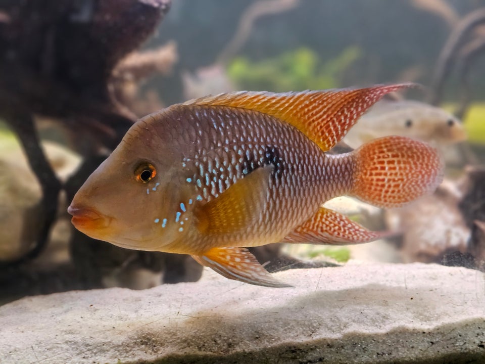 Geophagus Brasiliensis 3 stk