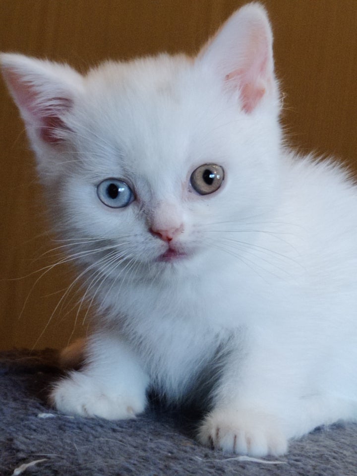 British Shorthair flere