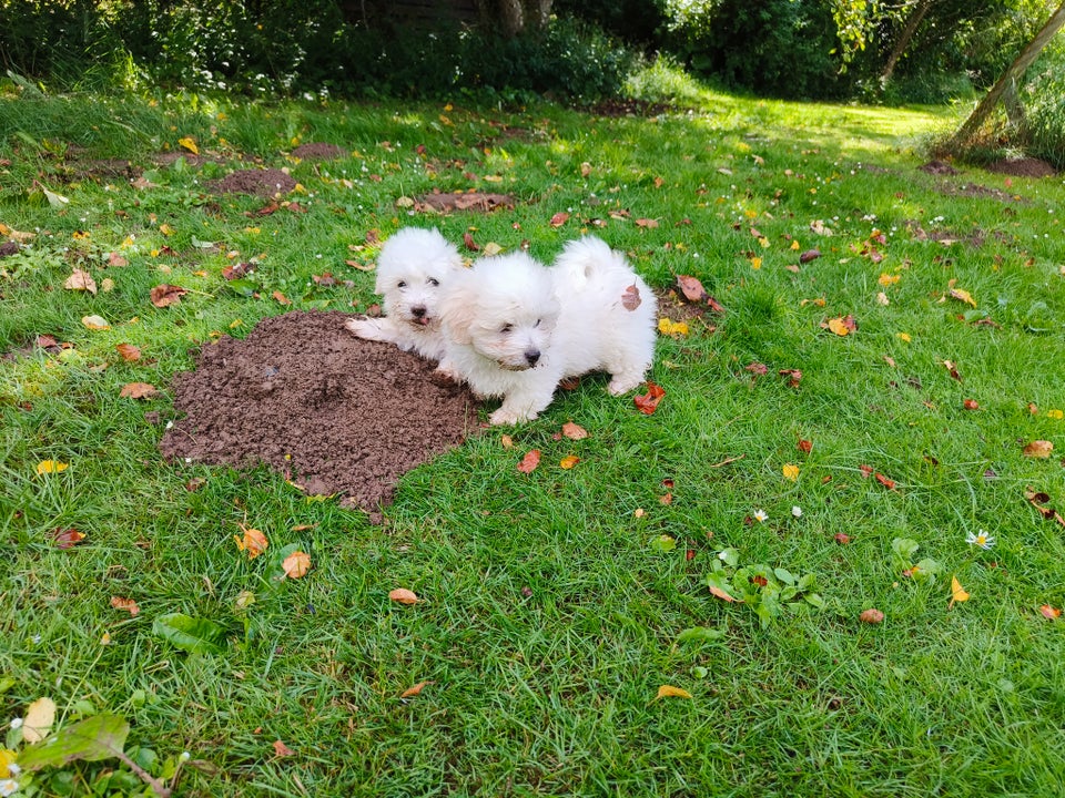 Coton de Tulear hvalpe 8 uger