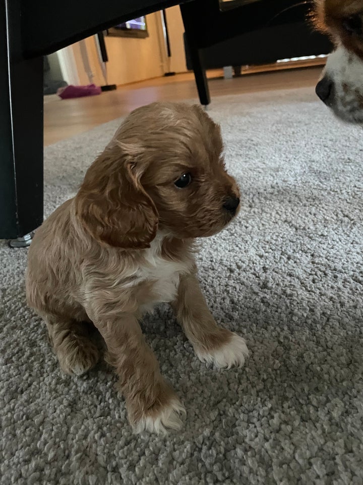 Cavapoo hvalpe 6 uger