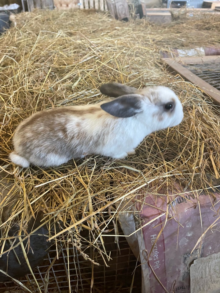 Kanin Løvekrydsninger 0 år