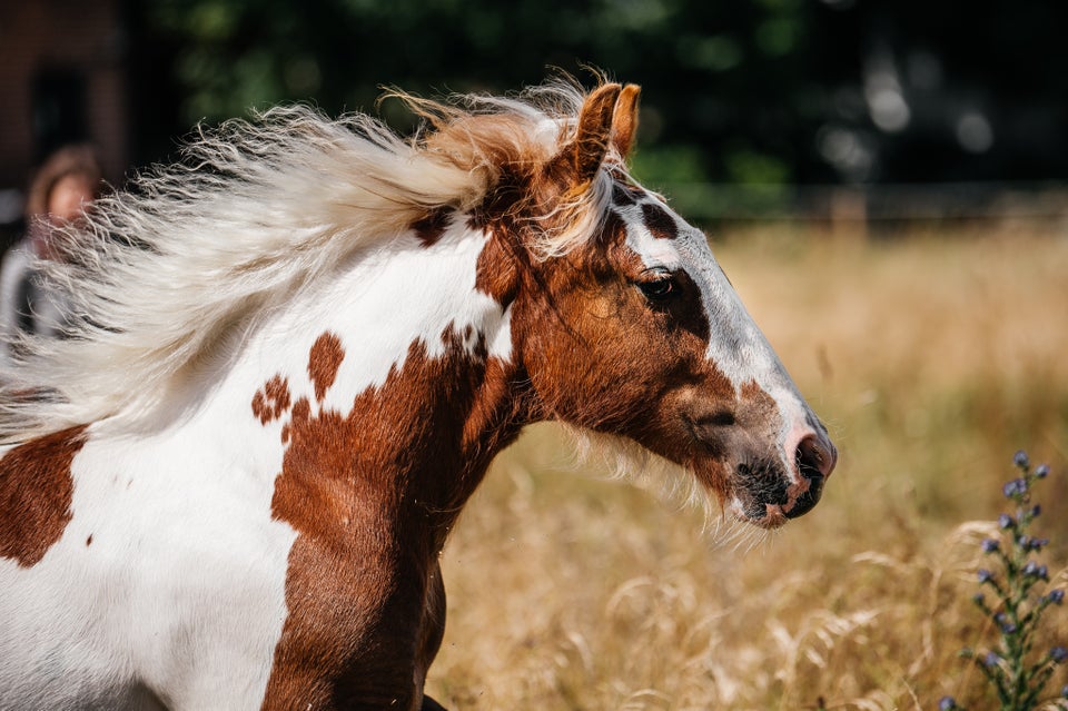 Irish Cob, hingst, 1 år