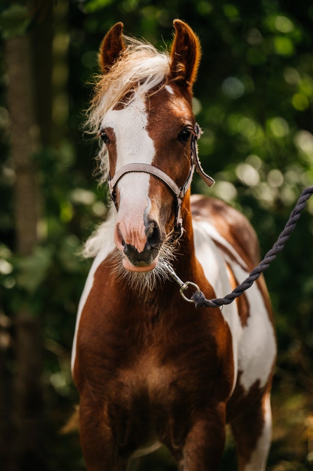 Irish Cob, hingst, 1 år